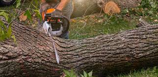 Best Hedge Trimming  in Lampasas, TX