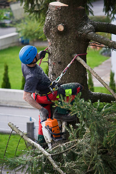 Best Root Management and Removal  in Lampasas, TX